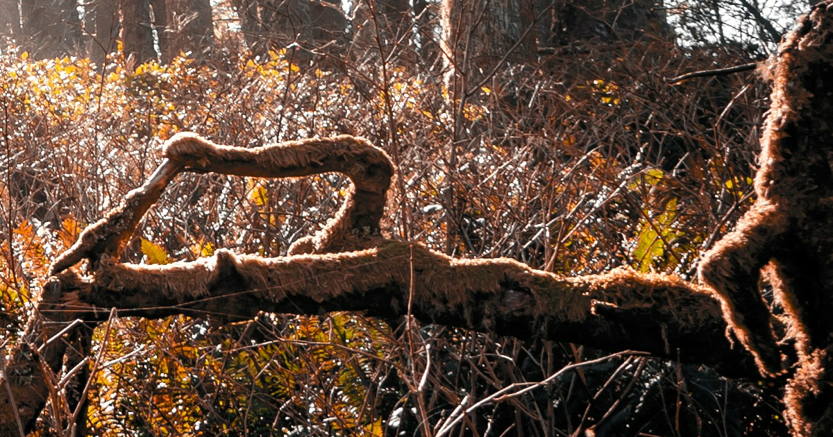 A moss-covered branch in a sunlit autumn forest